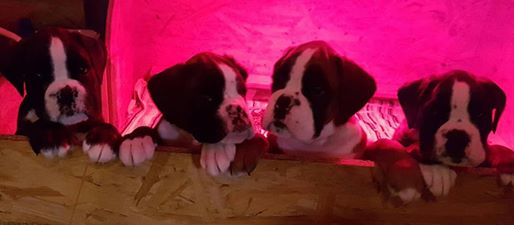 15337479_1352432131444457_422076041001222004_n